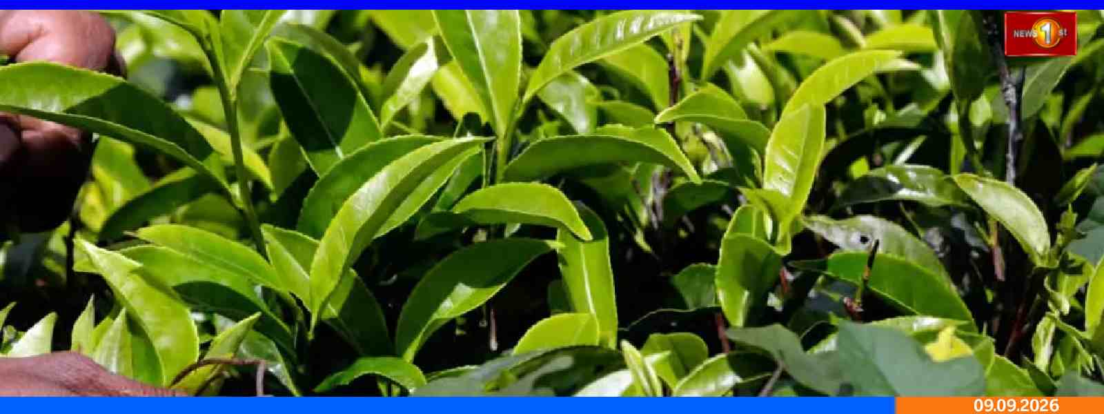 தோட்ட தொழிலாளர்களுக்கான கொடுப்பனவுகள் நாளை முதல்..